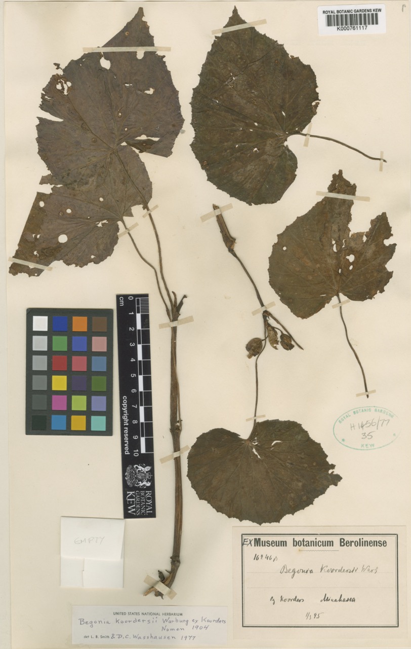 B. koordersii